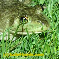 /home//u458753944/public_html/sourcegallery/////////////////Frogs/More bullfrogs/P6020052.JPG